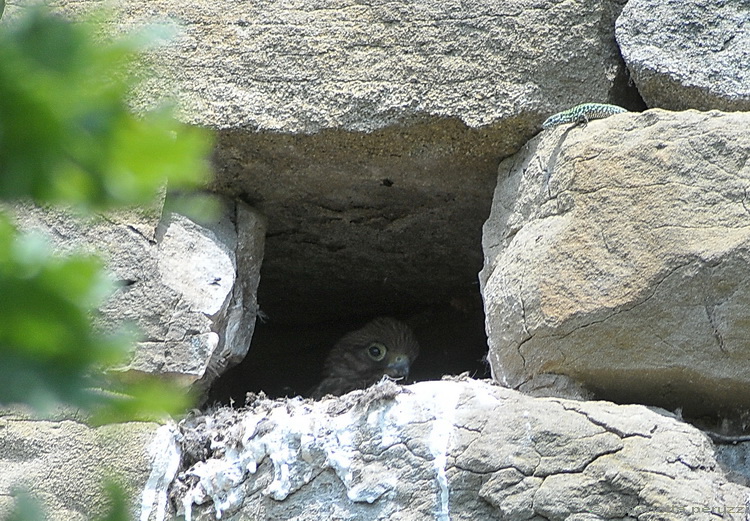 Falco tinnunculus / Gheppio